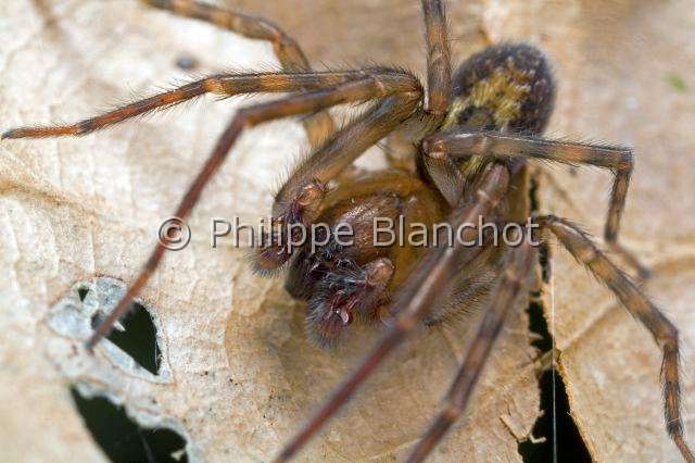 Amaurobiidae_3045.JPG - France, Araneae, Amaurobiidae, Araignée, Amaurobe (Amaurobius fenestralis, Lace webbed spider